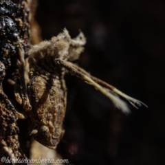 Platybrachys sp. (genus) (A gum hopper) at Hughes, ACT - 1 Sep 2019 by BIrdsinCanberra