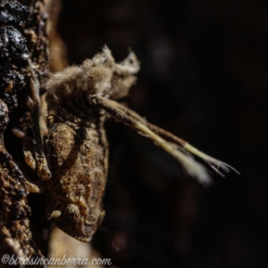 Platybrachys sp. (genus) at Hughes, ACT - 1 Sep 2019 02:13 PM