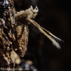 Platybrachys sp. (genus) at Hughes, ACT - 1 Sep 2019 02:13 PM