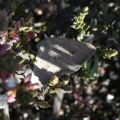 Casbia pallens (Pale Casbia) at Theodore, ACT - 8 Sep 2019 by owenh