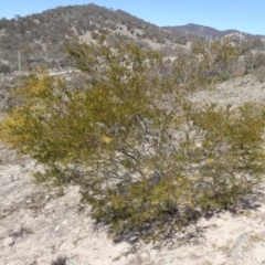 Acacia decora (Showy Wattle) at Theodore, ACT - 8 Sep 2019 by Owen