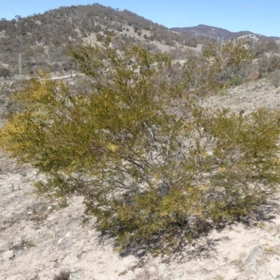 Acacia decora (Showy Wattle) at Theodore, ACT - 8 Sep 2019 by owenh