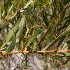 Acacia decora at Theodore, ACT - 8 Sep 2019 12:08 PM