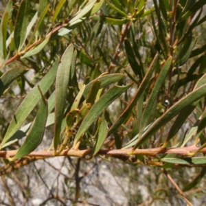 Acacia decora at Theodore, ACT - 8 Sep 2019