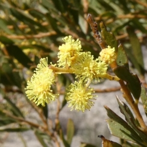 Acacia decora at Theodore, ACT - 8 Sep 2019 12:08 PM