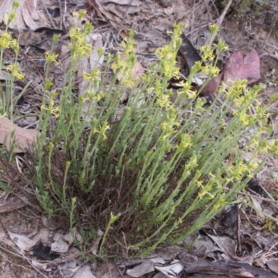 Pimelea curviflora (Curved Rice-flower) at MTR591 at Gundaroo - 23 Oct 2014 by MaartjeSevenster