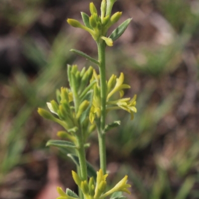Pimelea curviflora (Curved Rice-flower) at Gundaroo, NSW - 18 Jan 2019 by MaartjeSevenster