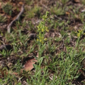 Pimelea curviflora at Gundaroo, NSW - 18 Jan 2019