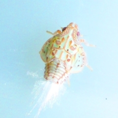 Siphanta acuta (Green planthopper, Torpedo bug) at Aranda, ACT - 21 Jan 2015 by JanetRussell