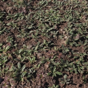 Plantago varia at Gundaroo, NSW - 6 Jul 2019