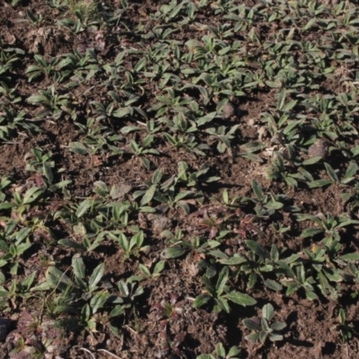 Plantago varia (Native Plaintain) at MTR591 at Gundaroo - 6 Jul 2019 by MaartjeSevenster