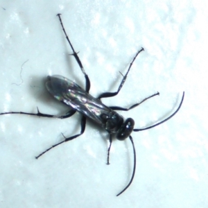 Pompilidae (family) at Aranda, ACT - 6 Jan 2015