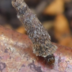 Lepidoscia (genus) (Unidentified cone case moth) at Aranda, ACT - 5 Nov 2014 by JanetRussell