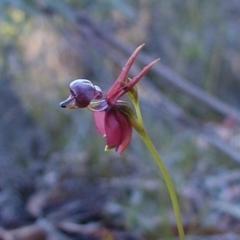 Caleana major (Large Duck Orchid) at Bodalla, NSW - 8 Sep 2019 by Teresa