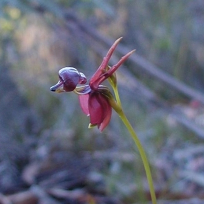 Caleana major (Large Duck Orchid) at Bodalla State Forest - 7 Sep 2019 by Teresa