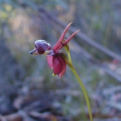 Caleana major (Large Duck Orchid) at Bodalla, NSW - 8 Sep 2019 by Teresa