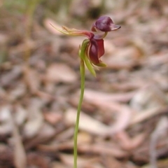 Caleana major at Bodalla, NSW - suppressed