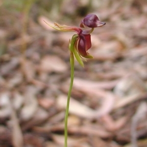 Caleana major at Bodalla, NSW - 8 Sep 2019