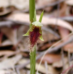 Calochilus robertsonii at Bodalla, NSW - 8 Sep 2019