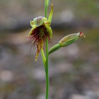 Calochilus paludosus (Strap Beard Orchid) at Bodalla State Forest - 7 Sep 2019 by Teresa