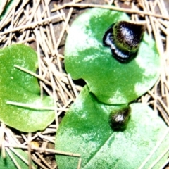 Corysanthes incurva (Slaty Helmet Orchid) at Bodalla, NSW - 7 Sep 2019 by Teresa