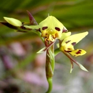 Diuris sulphurea at Bodalla, NSW - suppressed