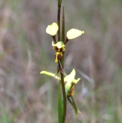 Diuris sulphurea at Bodalla, NSW - suppressed