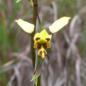 Diuris sulphurea at Bodalla, NSW - suppressed