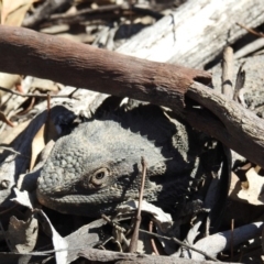 Pogona barbata (Eastern Bearded Dragon) at Symonston, ACT - 8 Sep 2019 by HelenCross