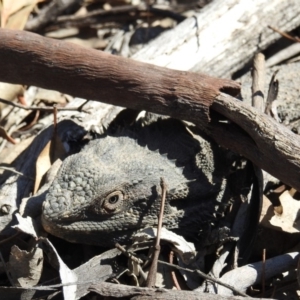 Pogona barbata at Symonston, ACT - suppressed