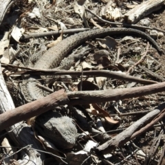 Pogona barbata at Symonston, ACT - 8 Sep 2019