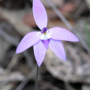 Glossodia major at Kianga, NSW - suppressed