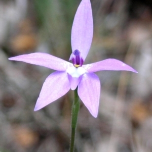 Glossodia major at Kianga, NSW - suppressed