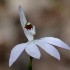 Caladenia catenata (White Fingers) at Bodalla, NSW - 8 Sep 2019 by Teresa