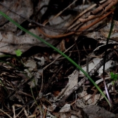 Caladenia catenata at Bodalla, NSW - suppressed