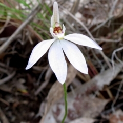 Caladenia catenata at Bodalla, NSW - 8 Sep 2019