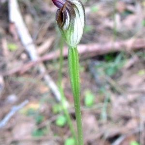 Pterostylis pedunculata at Bodalla, NSW - suppressed