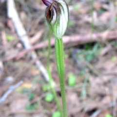Pterostylis pedunculata (Maroonhood) at Bodalla State Forest - 7 Sep 2019 by Teresa