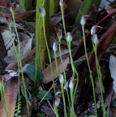 Pterostylis pedunculata at Bodalla, NSW - 8 Sep 2019