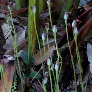 Pterostylis pedunculata at Bodalla, NSW - suppressed