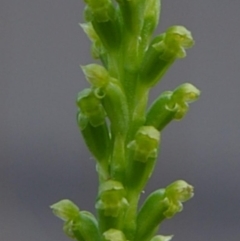 Microtis unifolia (Common Onion Orchid) at Kianga, NSW - 8 Sep 2019 by Teresa