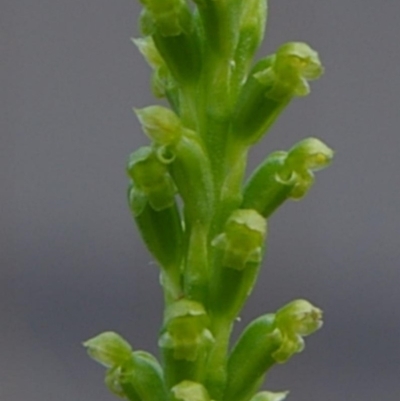 Microtis unifolia (Common Onion Orchid) at Kianga, NSW - 8 Sep 2019 by Teresa