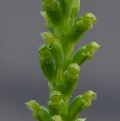 Microtis unifolia (Common Onion Orchid) at Kianga, NSW - 7 Sep 2019 by Teresa