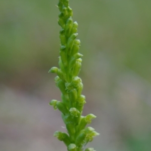 Microtis unifolia at Kianga, NSW - 8 Sep 2019