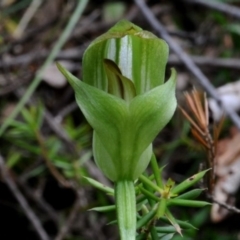 Pterostylis curta (Blunt Greenhood) at Bodalla, NSW - 8 Sep 2019 by Teresa