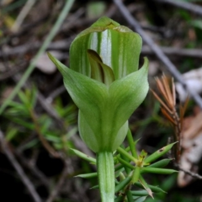 Pterostylis curta (Blunt Greenhood) at Bodalla, NSW - 8 Sep 2019 by Teresa