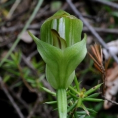 Pterostylis curta (Blunt greenhood) at Bodalla State Forest - 7 Sep 2019 by Teresa