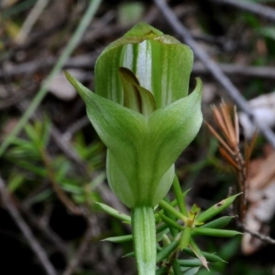 Pterostylis curta (Blunt Greenhood) at Bodalla State Forest - 7 Sep 2019 by Teresa