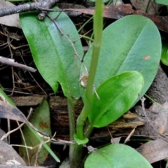 Pterostylis curta at Bodalla, NSW - 8 Sep 2019