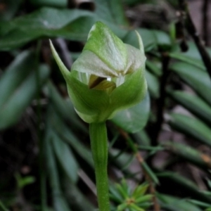 Pterostylis curta at Bodalla, NSW - 8 Sep 2019